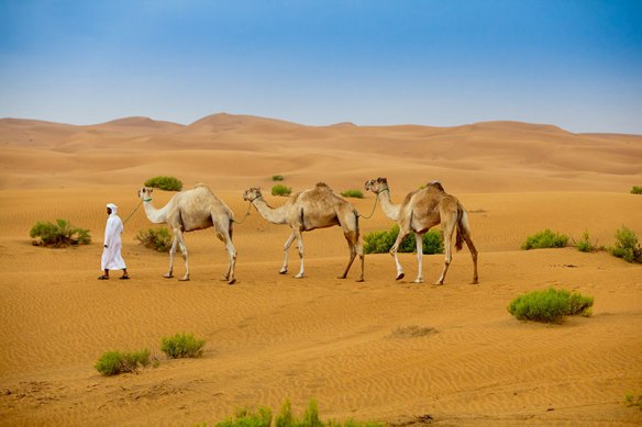 Camel handler leading camels at Empty Quarter desert in Abu Dhabi.